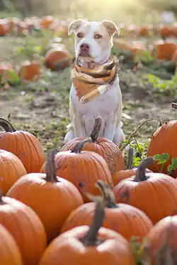 dog-pumpkins-no-license 250