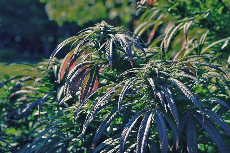 marijuana-minnesota-constitution-1200